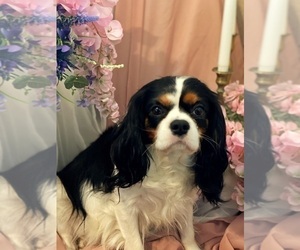 Mother of the Cavalier King Charles Spaniel puppies born on 12/16/2022