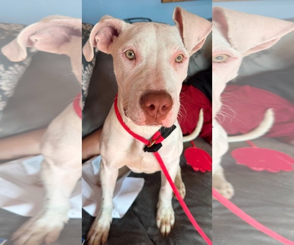 Medium Photo #1 American Pit Bull Terrier-Unknown Mix Puppy For Sale in Germantown, OH, USA