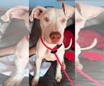 Small American Pit Bull Terrier Mix