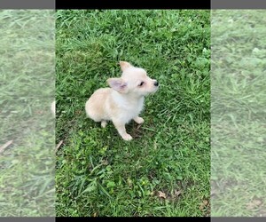 Yoranian Puppy for sale in MEMPHIS, TN, USA