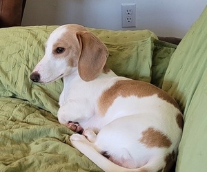 Father of the Dachshund puppies born on 05/03/2026
