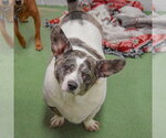 Small #4 Dachshund Mix
