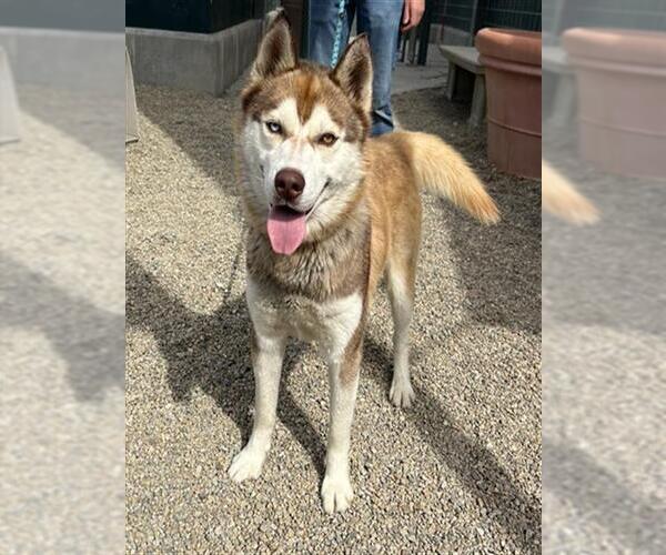 Medium Photo #2 Siberian Husky Puppy For Sale in Rancho Cucamonga, CA, USA