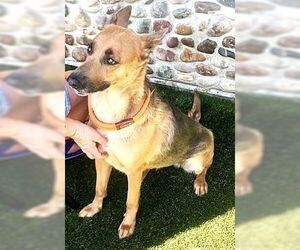 Yvette - Female German Shepherd Dog Dog for Adoption - Photo #3