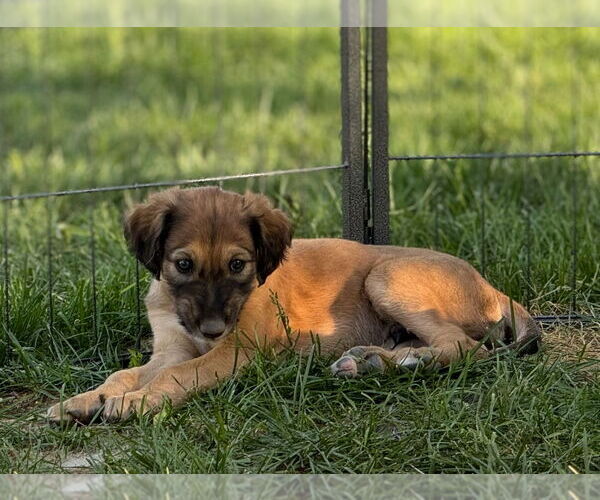Medium Photo #4 Greyhound-Saluki Mix Puppy For Sale in Laramie, WY, USA