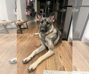 German Shepherd Dog Dogs for adoption in Stephens City, VA, USA