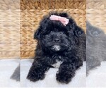 Puppy Puppy 3 Maltipoo (Toy)