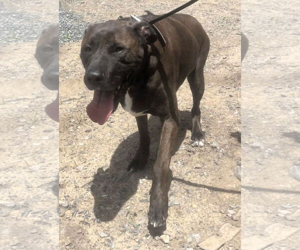 Medium Photo #6 Mutt Puppy For Sale in Hinton, WV, USA