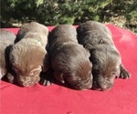Small Photo #5 Labrador Retriever Puppy For Sale in CORNING, KS, USA