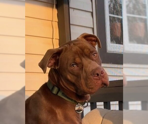 Medium Photo #3 Labrador Retriever-Unknown Mix Puppy For Sale in Candler, NC, USA