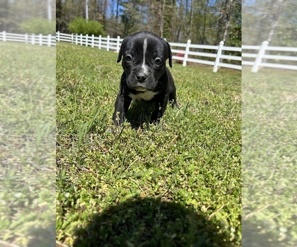 Medium Photo #1 American Bulldog Puppy For Sale in AHOSKIE, NC, USA