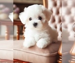 Image preview for Ad Listing. Nickname: Milo Teacup