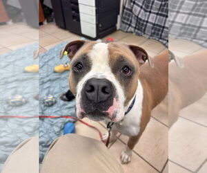 American Pit Bull Terrier-Unknown Mix Dogs for adoption in Virginia Beach, VA, USA