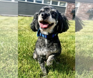 Poodle (Toy) Dogs for adoption in Omaha, NE, USA