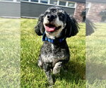 Small Poodle (Toy)