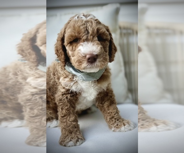 Medium Photo #14 Goldendoodle (Miniature) Puppy For Sale in OWENSBORO, KY, USA