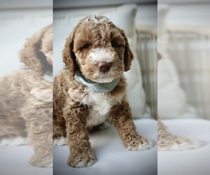 Medium Goldendoodle (Miniature)