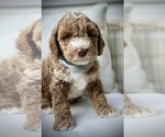 Puppy 3 Goldendoodle (Miniature)