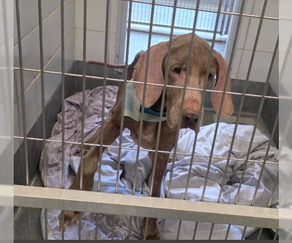 Medium Photo #2 Great Dane-Labrador Retriever Mix Puppy For Sale in Bullard, TX, USA