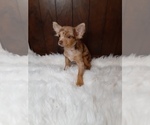 Small Photo #4 Chihuahua Puppy For Sale in INDIANAPOLIS, IN, USA