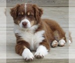 Small #6 Australian Shepherd