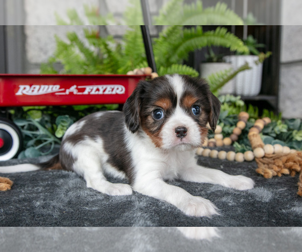 Medium Photo #1 Cavalier King Charles Spaniel Puppy For Sale in NARVON, PA, USA