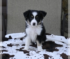 Miniature Australian Shepherd Puppy for sale in ORRVILLE, OH, USA