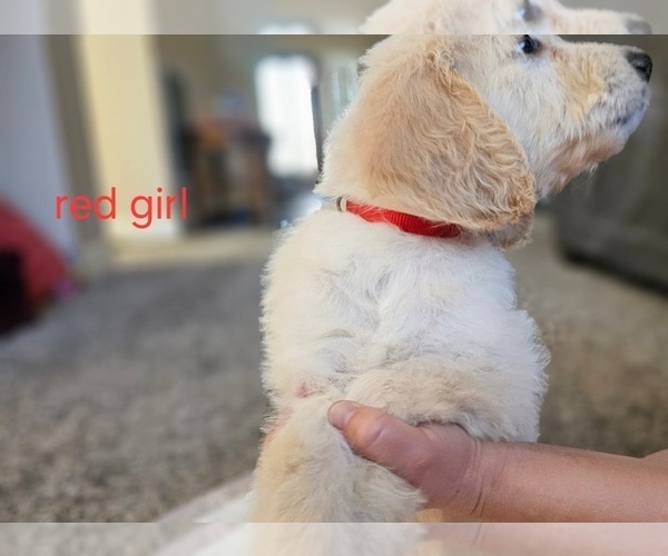 Medium Photo #49 Goldendoodle Puppy For Sale in KATY, TX, USA