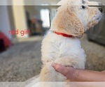 Small #3 Goldendoodle