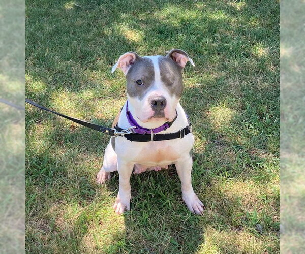 Medium Photo #1 American Pit Bull Terrier Puppy For Sale in Boston, MA, USA