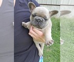 Puppy Tank French Bulldog