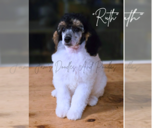 Poodle (Miniature) Puppy for sale in CLEVELAND, GA, USA