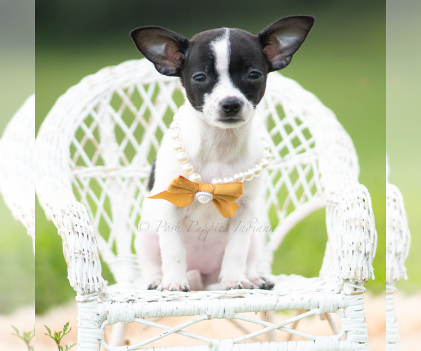 Medium Photo #2 Chihuahua Puppy For Sale in WARSAW, IN, USA