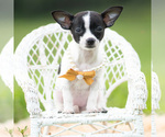 Small #1 Chihuahua