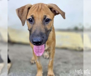 Rusty - Male Black Mouth Cur-Unknown Mix Dog for Adoption - Photo #3