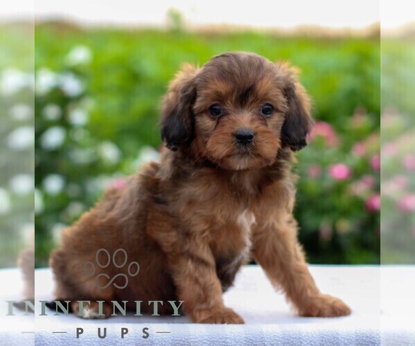 Medium Photo #1 Cavapoo Puppy For Sale in LEOLA, PA, USA