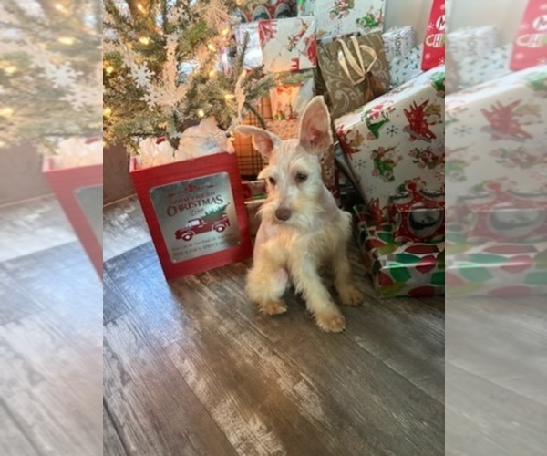 Medium Photo #1 Schnauzer (Miniature) Puppy For Sale in CLAREMORE, OK, USA