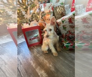 Schnauzer (Miniature) Puppy for sale in CLAREMORE, OK, USA