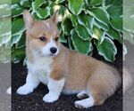 Small #2 Pembroke Welsh Corgi