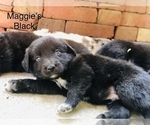 Small Photo #7 Border Collie-Golden Retriever Mix Puppy For Sale in OVERLAND PARK, KS, USA