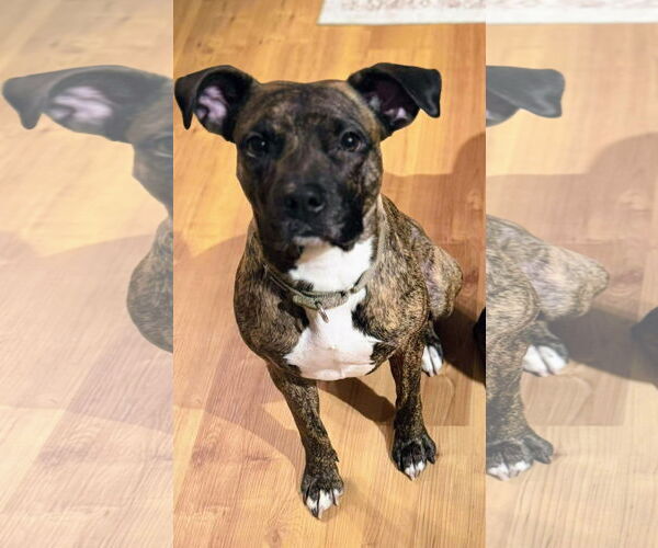 Medium Photo #1 American Pit Bull Terrier-Unknown Mix Puppy For Sale in Cottage Grove, MN, USA