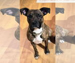 Small American Pit Bull Terrier Mix