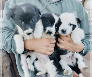 Border Collie Puppy for sale in LONE TREE, CO, USA