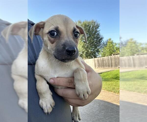 Medium Photo #1 Labrador Retriever-Unknown Mix Puppy For Sale in Houston, TX, USA