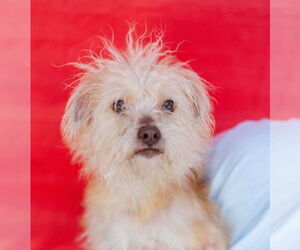 Mutt Dogs for adoption in Canton, CT, USA