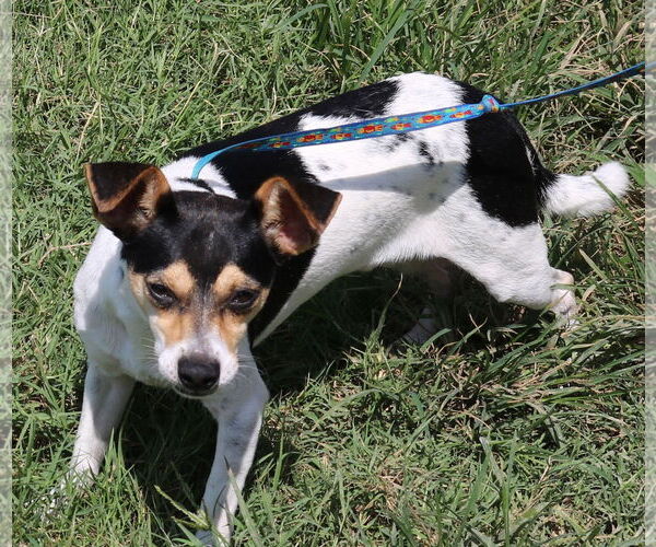 Medium Photo #3 Rat Terrier-Unknown Mix Puppy For Sale in Bandera, TX, USA