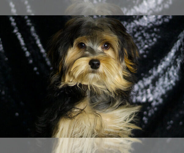 Medium Photo #47 Morkie Puppy For Sale in WARSAW, IN, USA