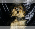 Small #3 Morkie
