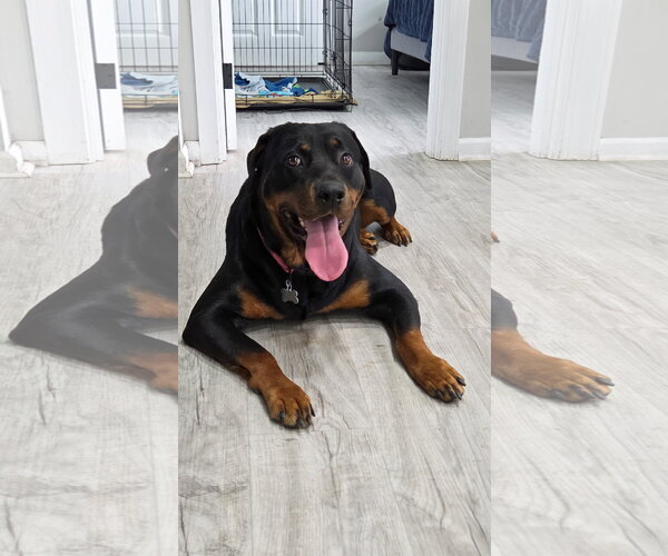 Medium Photo #3 Rottweiler Puppy For Sale in White Hall, AR, USA