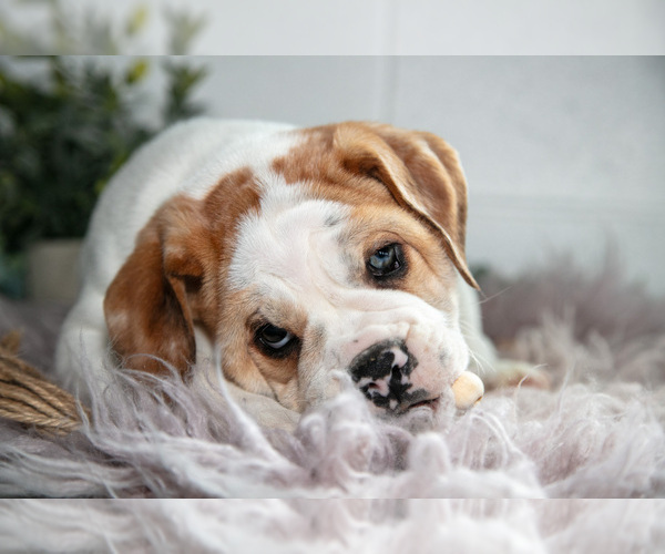 Medium Photo #2 Beabull Puppy For Sale in MILLERSBURG, OH, USA